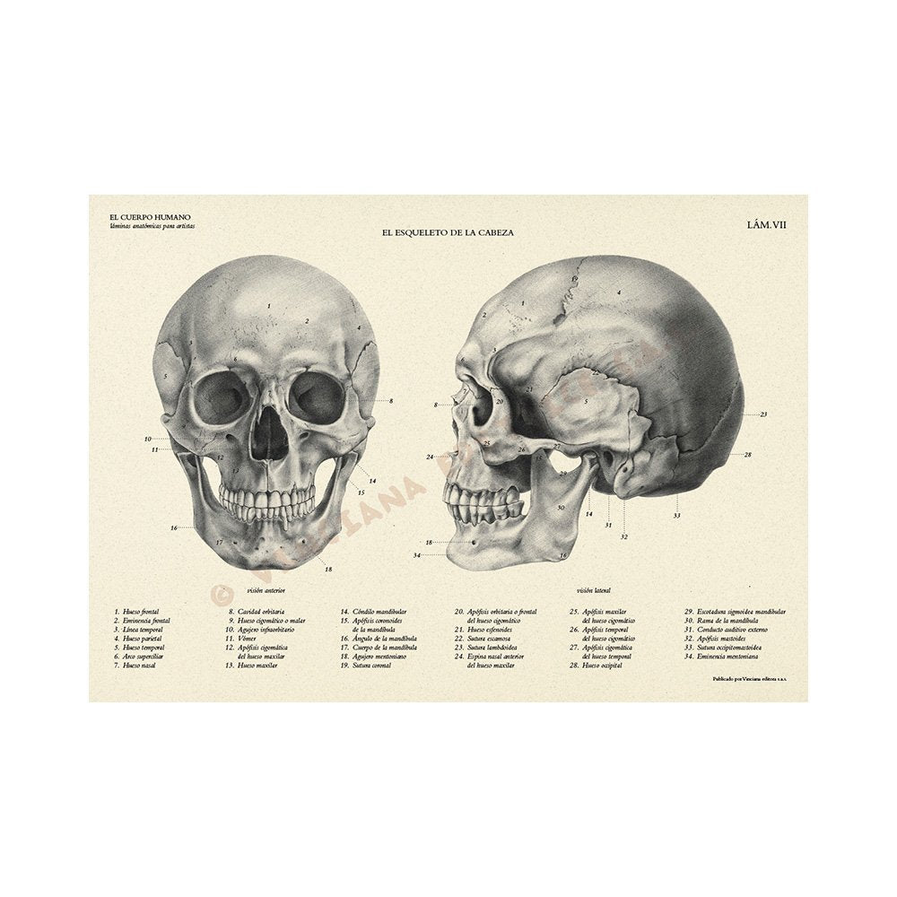 Manual Técnico Leonardo Vinciana, El Cuerpo Humano